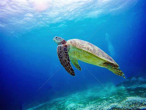 揭秘海洋生物中的神秘海龟：它们如何捕食