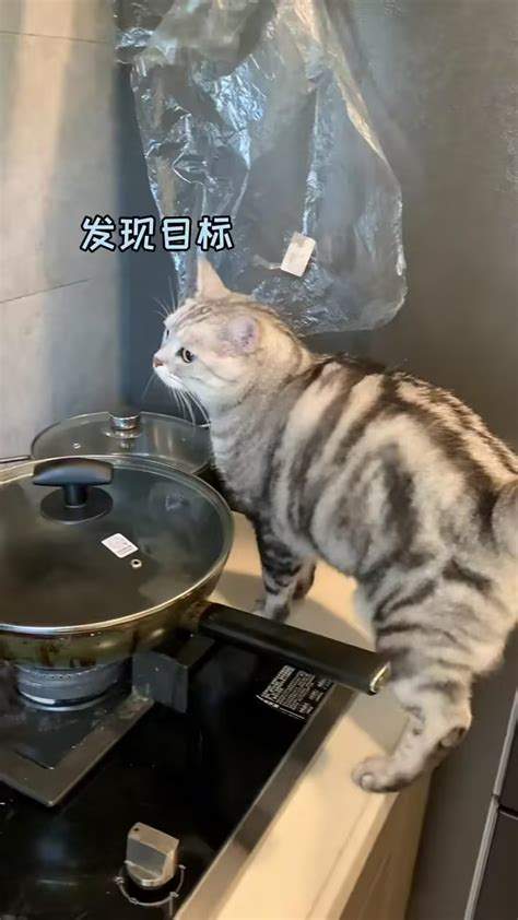 猫咪真的对某些口味有偏好吗