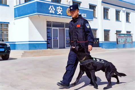 红色警犬之共和国之犬：如何成为战场上的指挥官