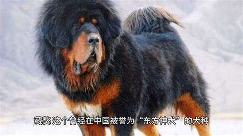 《失落的神犬》如何成长揭秘神犬冒险之路