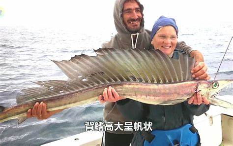 揭秘夏日海滩中的神秘生物，如何捕捉与驯养