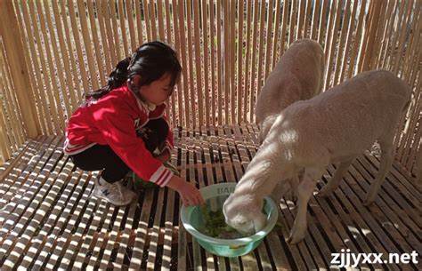 如何打造梦幻天宇乐阵，体验养殖天神的乐趣