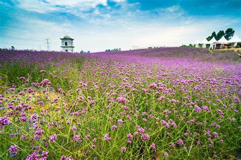 如何打造你的花海奇观《花海大冒险：魔法花手艺》攻略解析