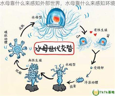 水母如何感知复杂的外部环境