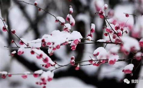 如何获取《小黄花》游戏中的淡紫色寒雪梅花