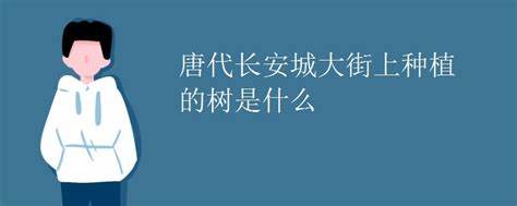 泰代长安城大街上种植的树是