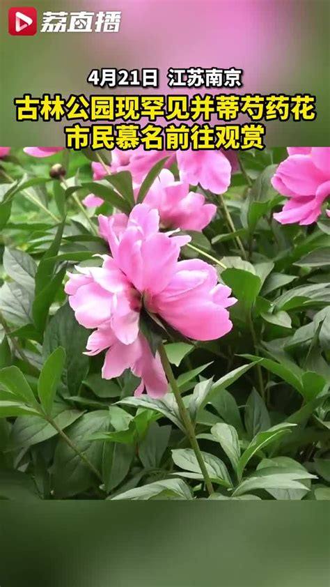 《花倾奇缘》中的“花倾并蒂”有什么含义