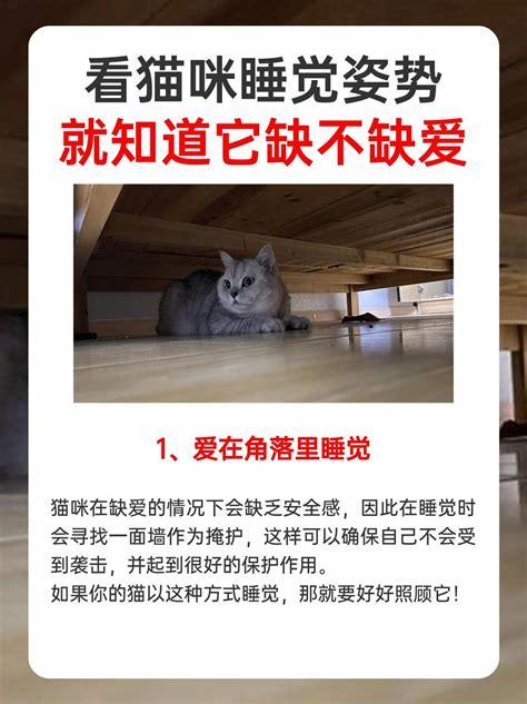 为什么猫可以像人体一样蜷缩在洞穴里揭秘猫的蜷缩状态之谜