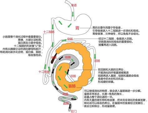 谁负责人体消化过程中的胆汁分泌