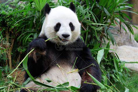 如何挑选适合熊猫美食的竹子种类