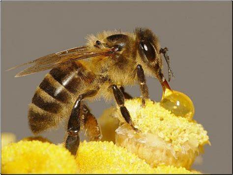 《荒野求生》中的神秘生物——小蜜蜂蛇有何特点