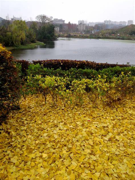 黄土地黄花的秘密是什么