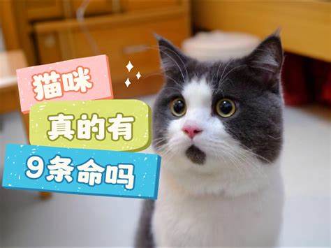 猫咪有四条命真的吗《猫咪乐园》揭秘真相！