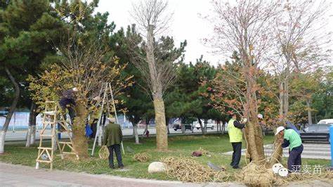 绿化移植无需修剪，新技术免费轻松定植！