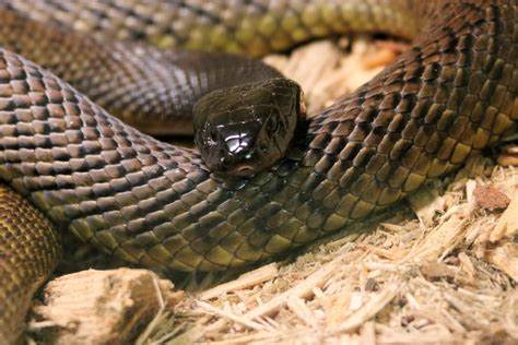 Snake女战士游戏攻略技巧详解