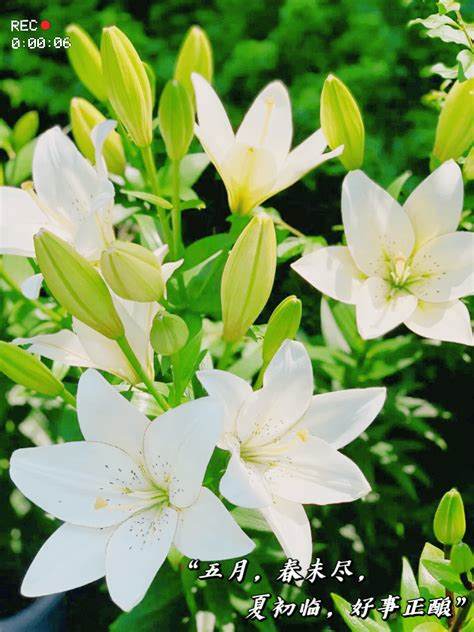 龙归百合花基地