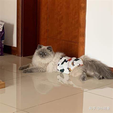 龙之谷猫猫怎么样好养吗贴吧