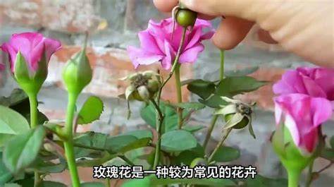 龙之谷玫瑰花怎么种植图解