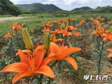 龙山百合基地在哪里