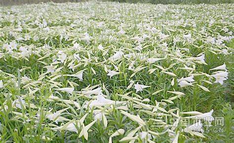 百合花种子怎么种植方法