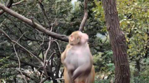 美猴王平定花果山