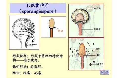 《孢子》疑难问题QNA